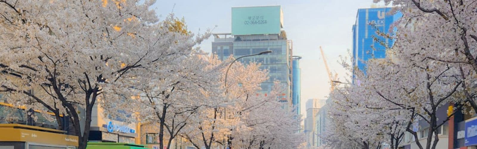 White cherry blossoms partially obscure a city street with billboards